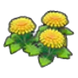 Dandy flower seeds