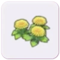 Dandy flowers