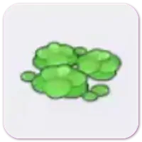 Duckweed