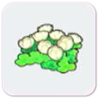 Skyland Flowers