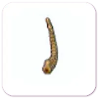 Tundra Fossil (Tail)