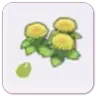 Dandy flower seeds