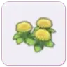Dandy flowers